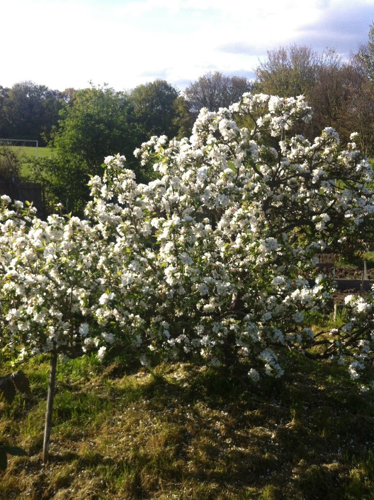 allotment-newsletter-30-04-17-01.jpg