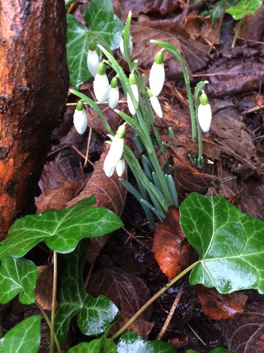 snowdrops.jpg